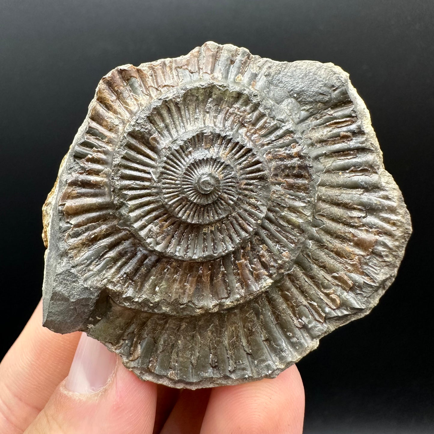 Dactylioceras Ammonite nodule (split pair) Fossil With Box And Stand - Whitby, North Yorkshire Jurassic Coast Yorkshire Fossils