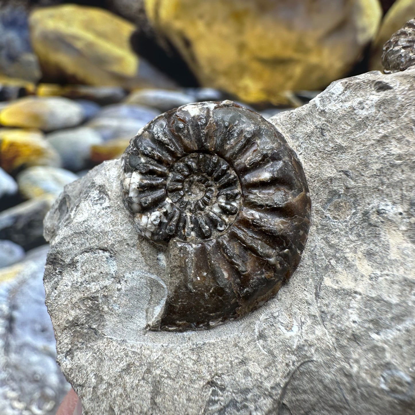 Amaltheus subnodosus ammonite fossil - Whitby, North Yorkshire Jurassic Coast, Yorkshire Fossils