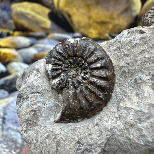 Amaltheus subnodosus ammonite fossil - Whitby, North Yorkshire Jurassic Coast, Yorkshire Fossils