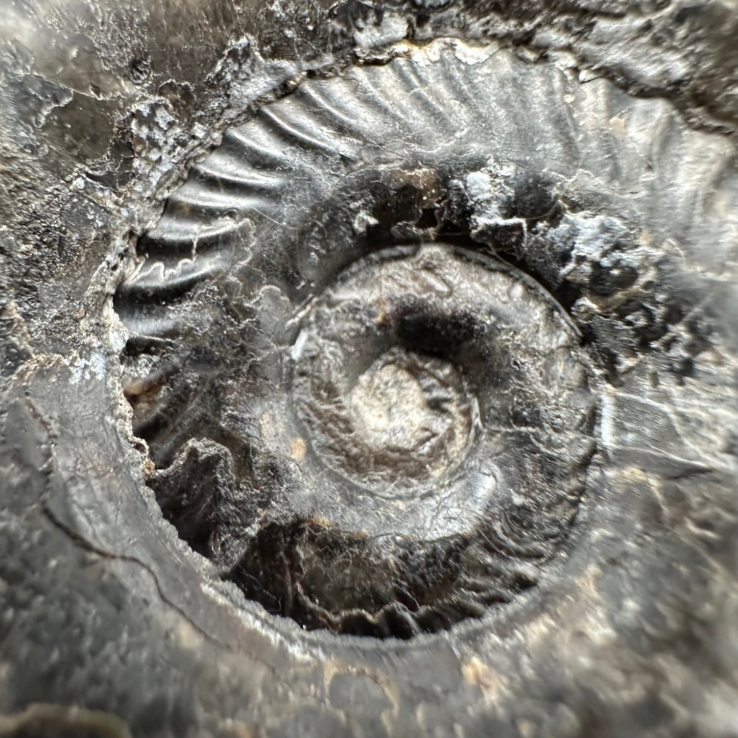 Hildoceras lusitanicum Ammonite fossil with box and stand - Whitby, North Yorkshire, Jurassic Coast, Yorkshire Fossils from the Jurassic Coast