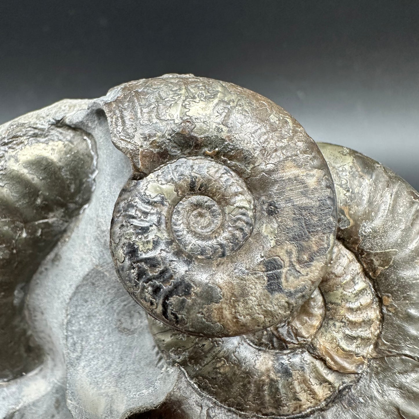 Grammoceras thoaurense Ammonite shell fossil with box and stand - Whitby, North Yorkshire, Yorkshire Fossils from the Jurassic Coast