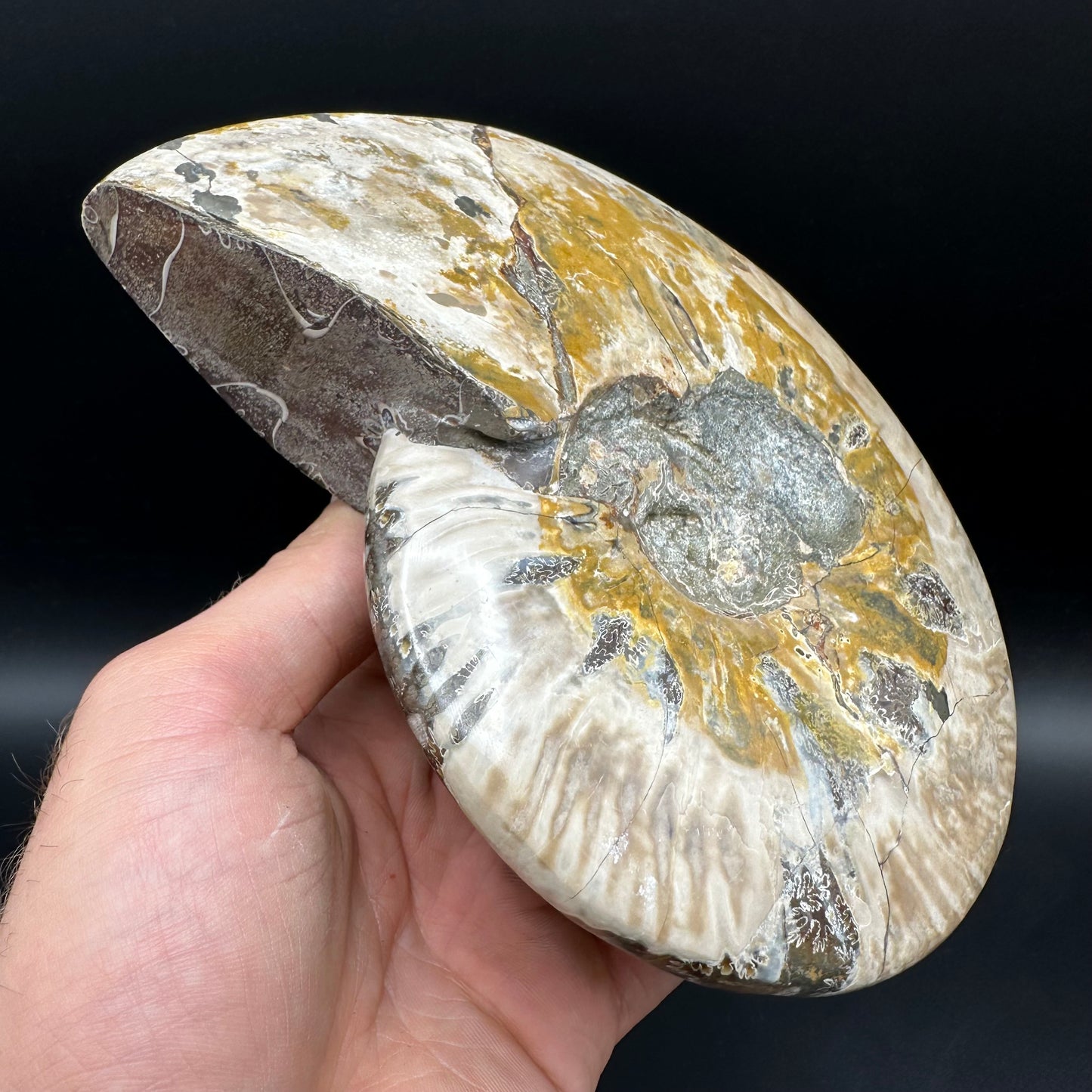 Cleoniceras Ammonite Fossil With Stand - Cretaceous Ammonite Madagascar
