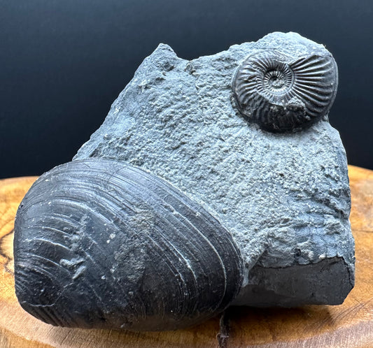 Eparietites Sp. Ammonite fossil with box and stand - Whitby, North Yorkshire Jurassic Coast Yorkshire Fossils