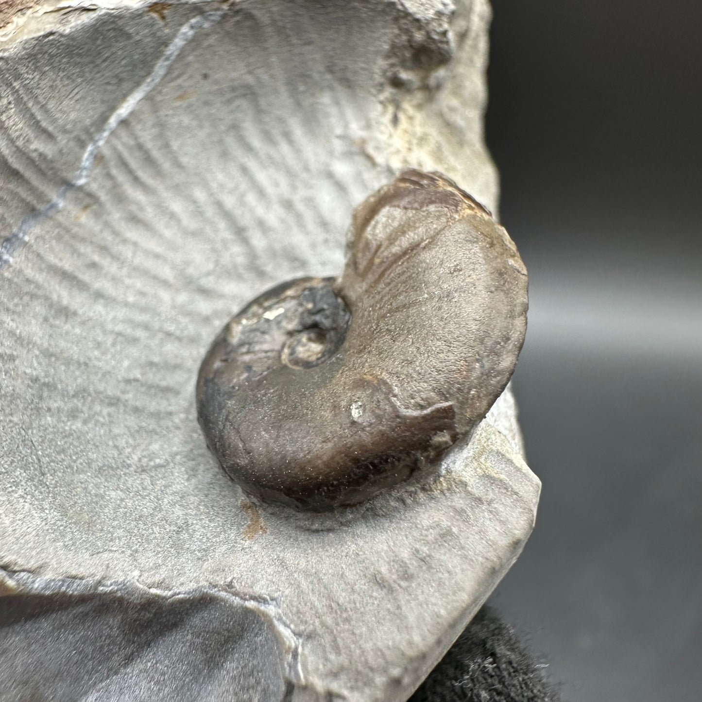 Amaltheus striatus ammonite fossil with box and stand - Whitby, North Yorkshire Jurassic Coast Yorkshire Fossils