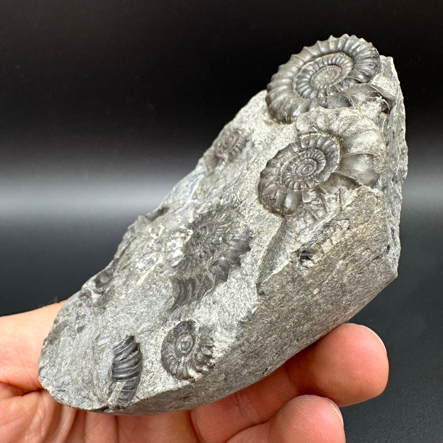 Arnioceras ammonite shell fossil with box and stand - Whitby, North Yorkshire Jurassic Coast Yorkshire Fossils