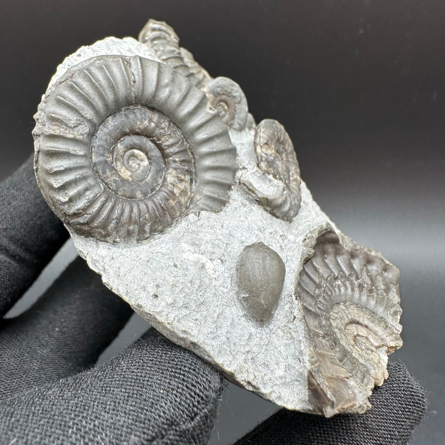 Arnioceras ammonite shell fossil with stand - Whitby, North Yorkshire Jurassic Coast Yorkshire Fossils