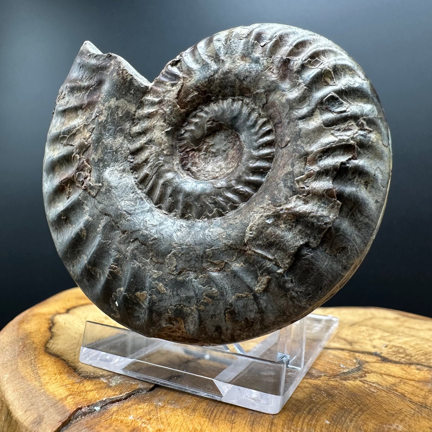 Hildoceras lusitanicum Ammonite fossil with box and stand - Whitby, North Yorkshire, Jurassic Coast, Yorkshire Fossils from the Jurassic Coast
