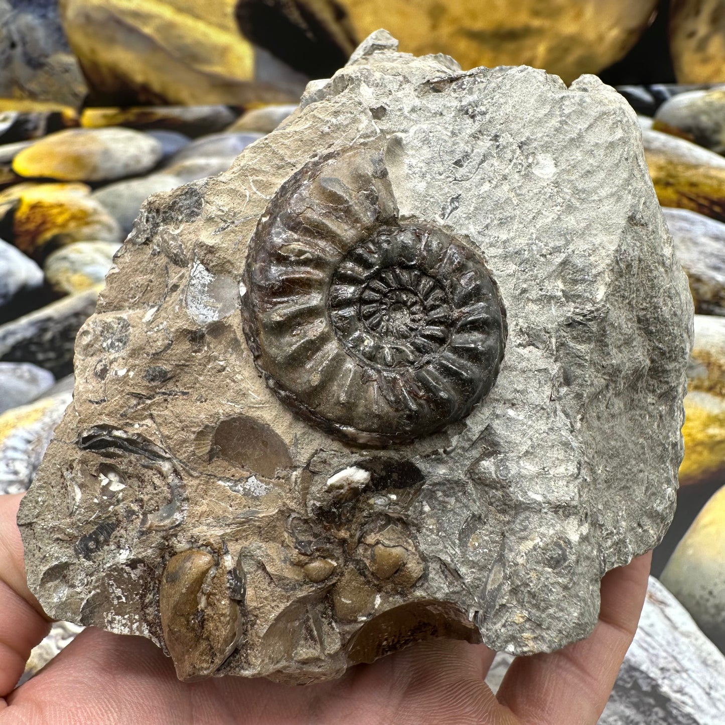 Amaltheus subnodosus ammonite fossil - Whitby, North Yorkshire Jurassic Coast, Yorkshire Fossils