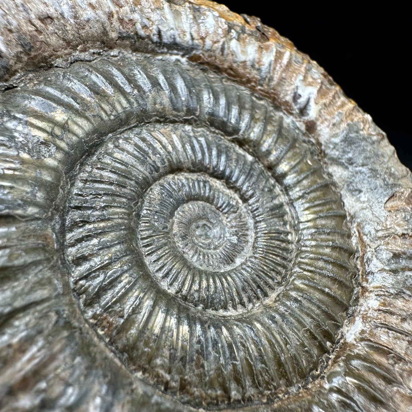 Dactylioceras Ammonite Fossil With Box And Stand - Whitby, North Yorkshire Jurassic Coast Yorkshire Fossils