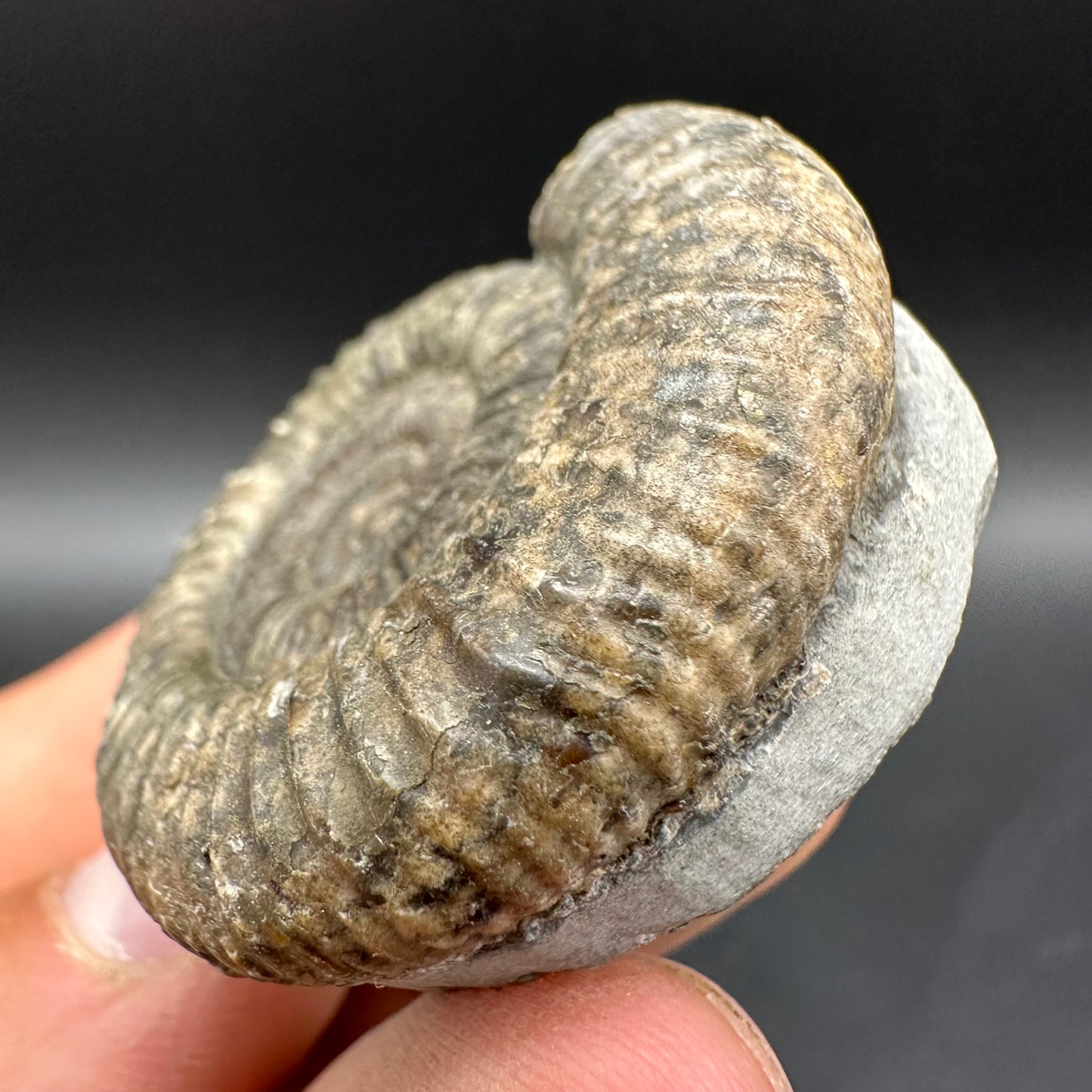 Dactylioceras Ammonite Fossil With Box And Stand - Whitby, North Yorkshire Jurassic Coast Yorkshire Fossils