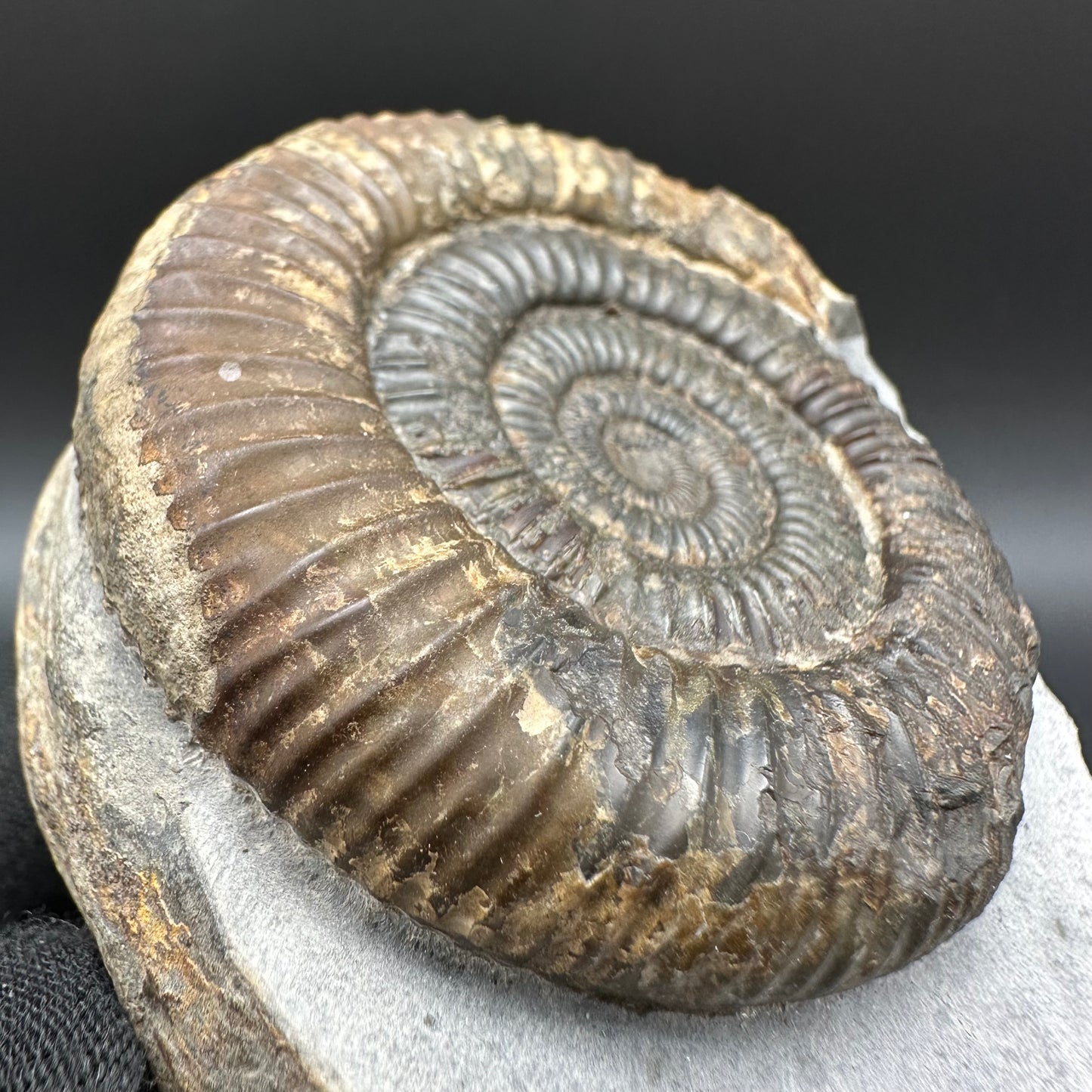 Dactylioceras Ammonite Fossil With Box And Stand - Whitby, North Yorkshire Jurassic Coast Yorkshire Fossils