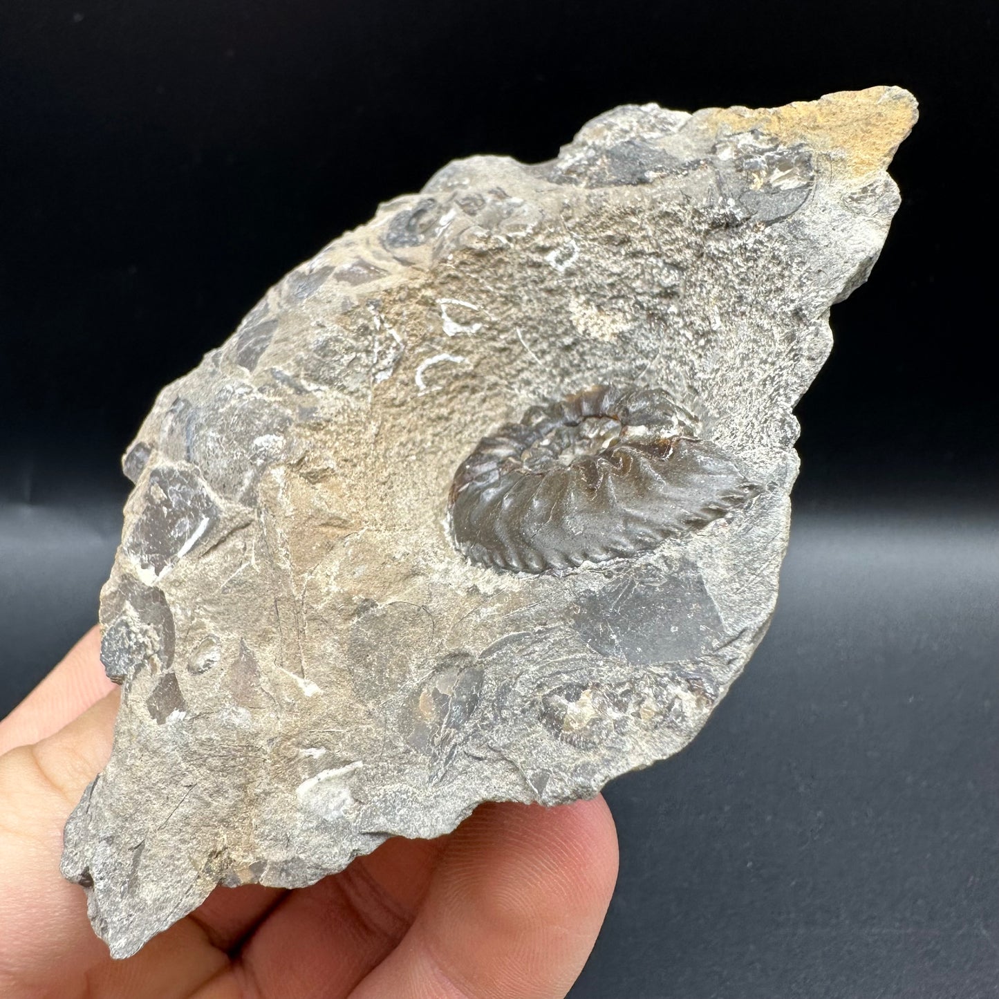 Amaltheus subnodosus Ammonite fossil with box and stand - Whitby, North Yorkshire Jurassic Coast Yorkshire Fossils