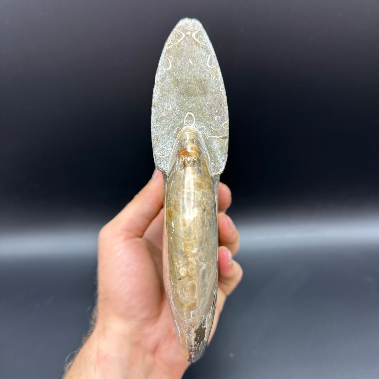 Cleoniceras Ammonite Fossil With Stand - Cretaceous Ammonite Madagascar