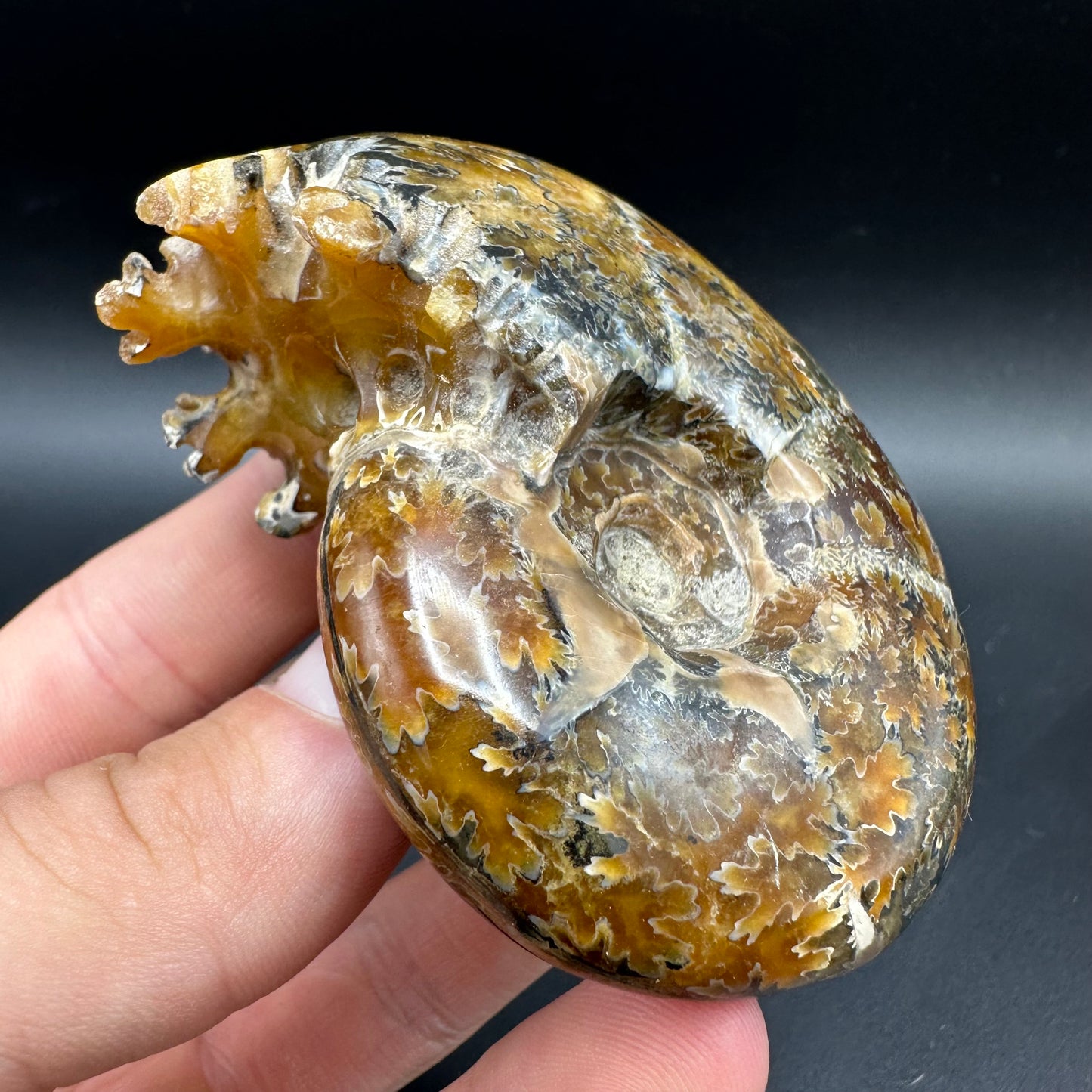 Puzosia Ammonite Fossil With Box And Stand - Cretaceous Ammonite Madagascar