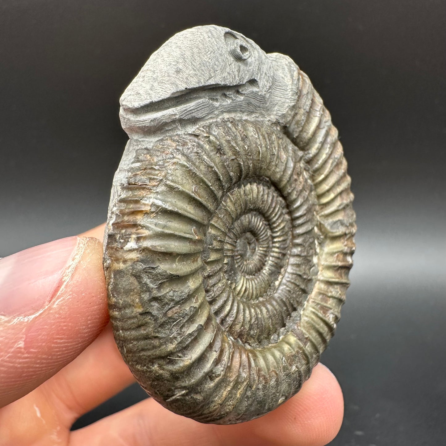 Snakestone Ammonite Fossil With Bag/Box And Stand - Whitby, North Yorkshire Jurassic Coast Yorkshire Fossils