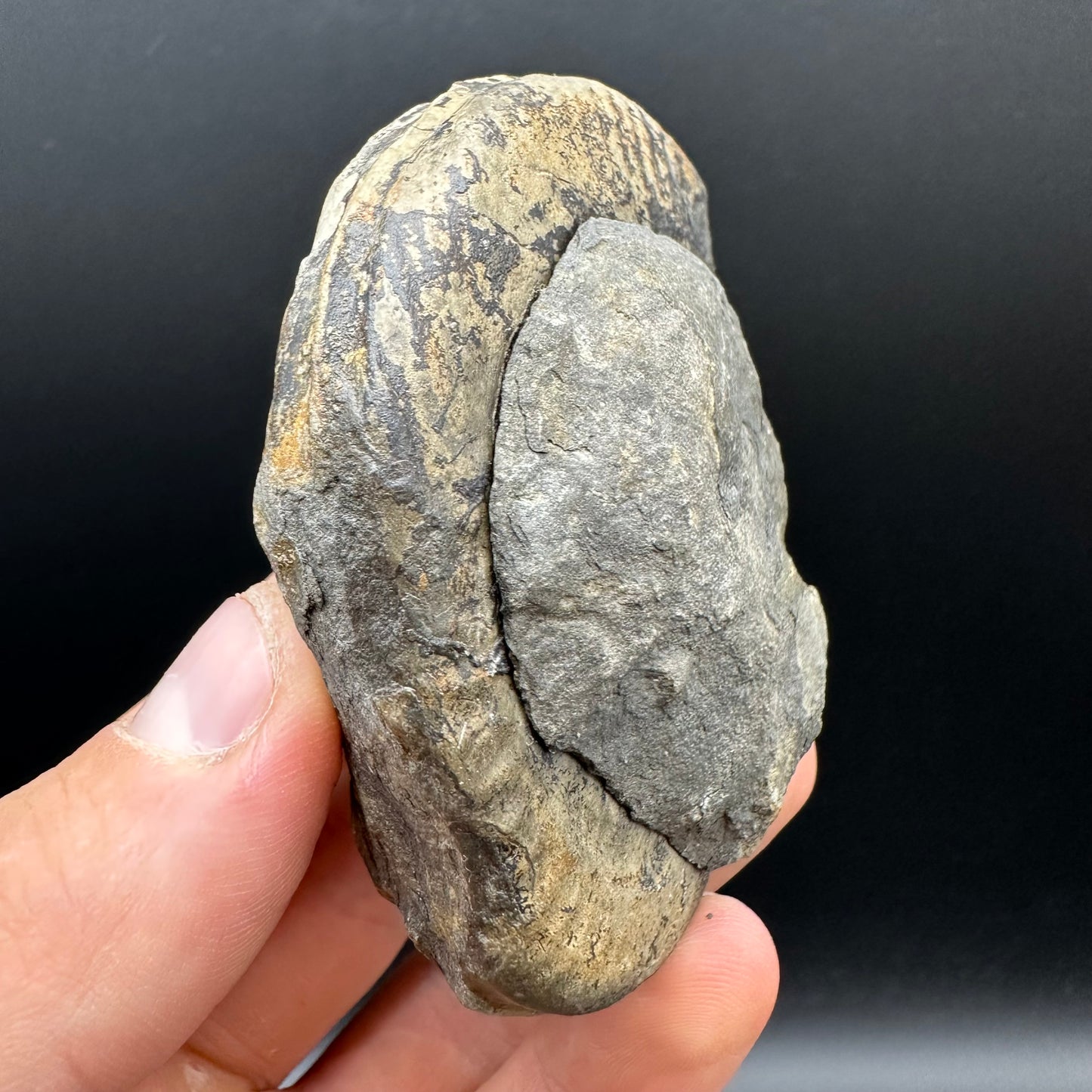 Hildoceras bifrons Ammonite Nodule (split pair) Fossil With Box And Stand - Whitby, North Yorkshire Jurassic Coast Yorkshire Fossils