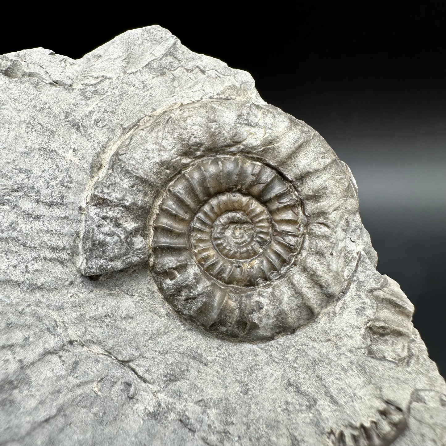 Arnioceras ammonite shell fossil with box and stand - Whitby, North Yorkshire Jurassic Coast Yorkshire Fossils