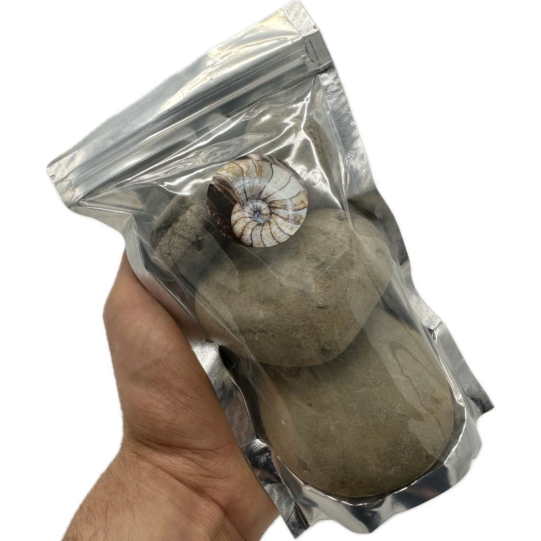 Large Ammonite Nodules x2 ammonite fossil - Whitby, North Yorkshire Jurassic Coast, Yorkshire fossils
