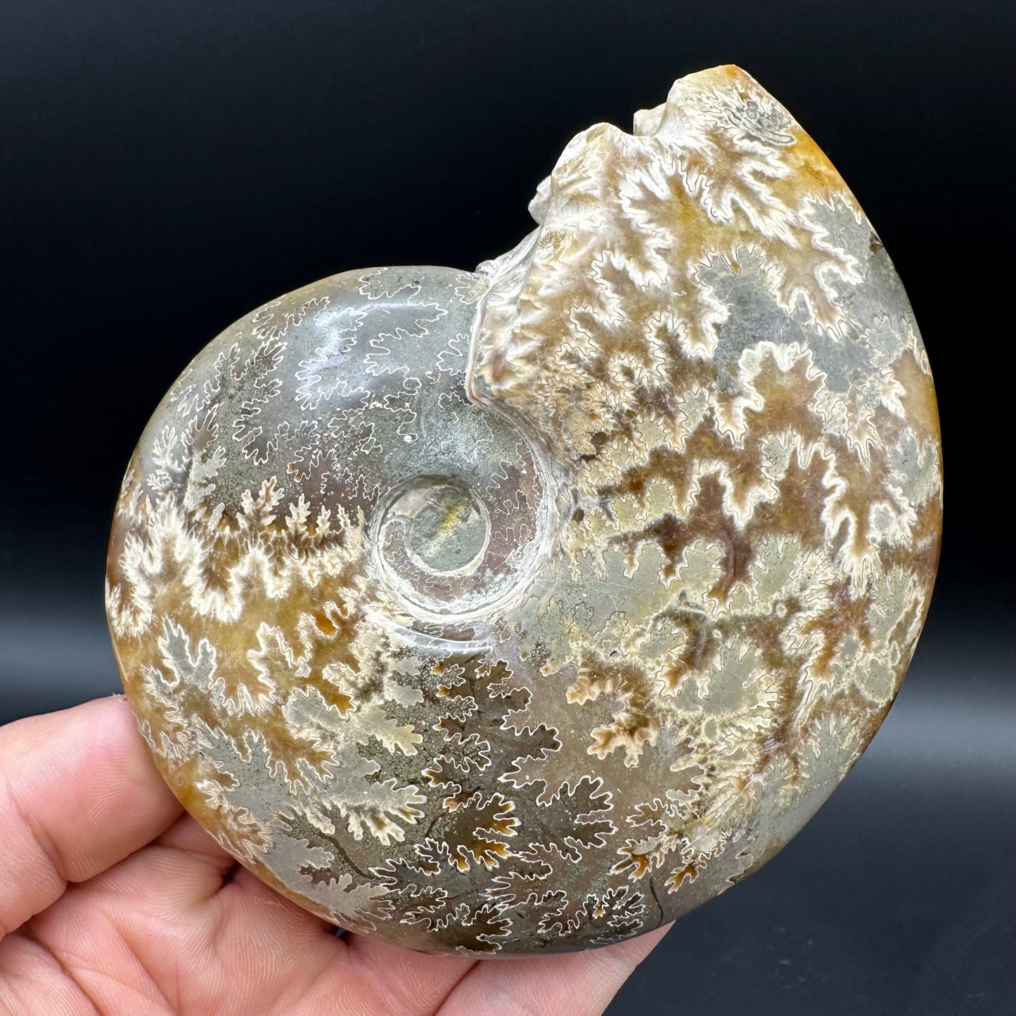 Cleoniceras Ammonite Fossil With Box And Stand - Cretaceous Ammonite Madagascar