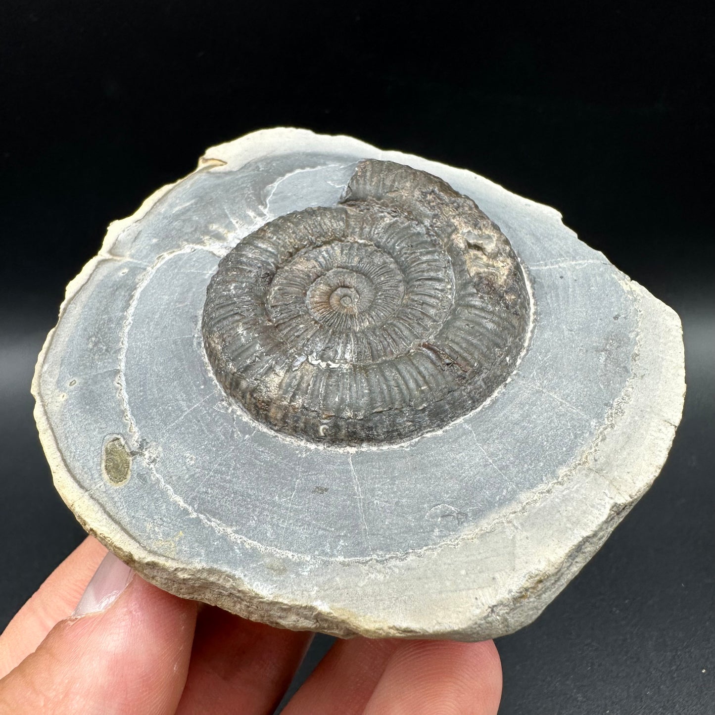 Dactylioceras Ammonite Fossil With Box And Stand - Whitby, North Yorkshire Jurassic Coast Yorkshire Fossils