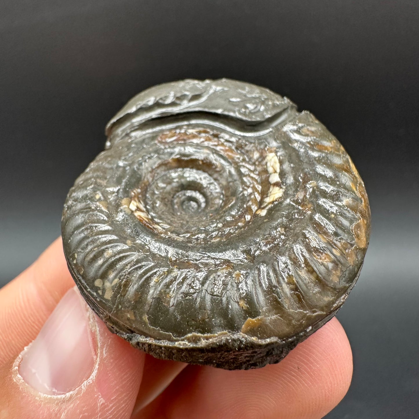 Snakestone Ammonite Fossil With Bag/Box And Stand - Whitby, North Yorkshire Jurassic Coast Yorkshire Fossils