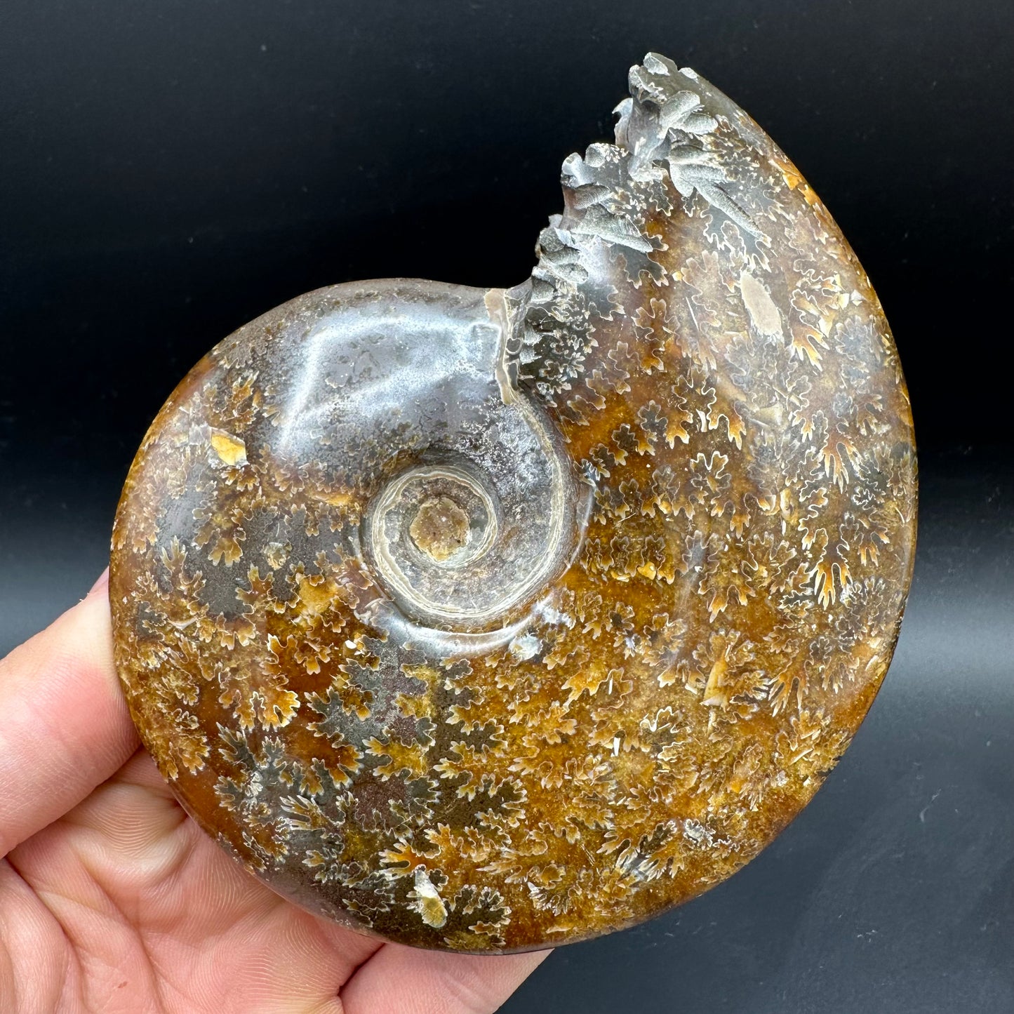 Cleoniceras Ammonite Fossil With Box And Stand - Cretaceous Ammonite Madagascar