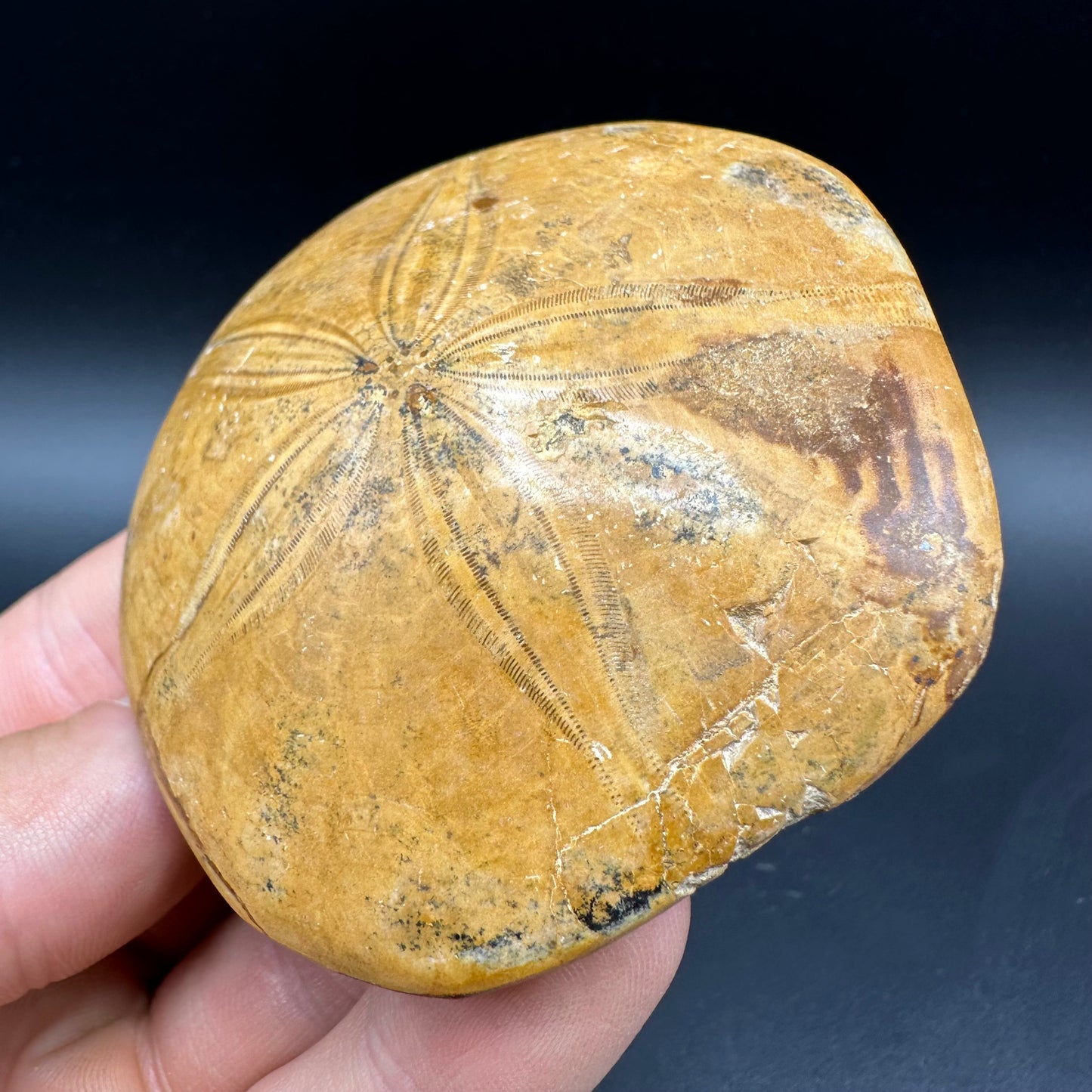 Holectypus Sea Urchin Fossil With Box And Stand - Middle Jurassic Madagascar