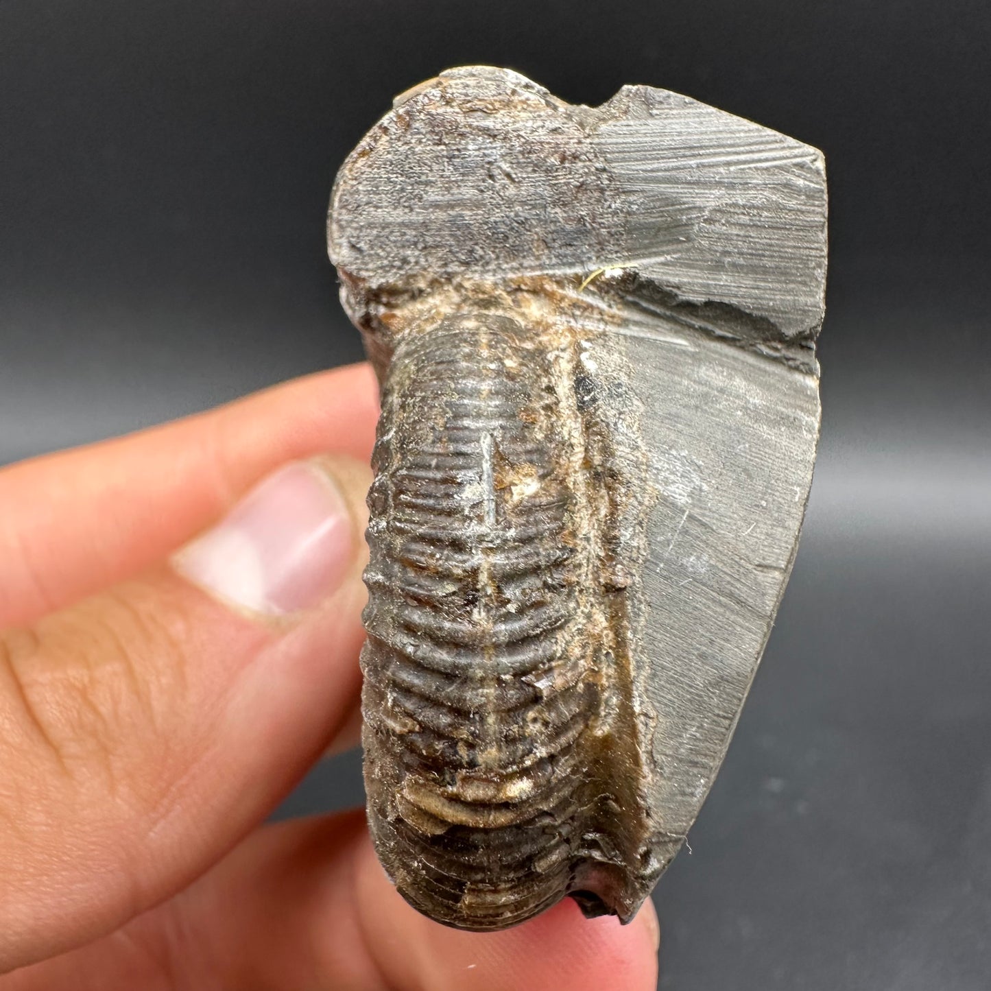 Dactylioceras Ammonite Fossil With Box And Stand - Whitby, North Yorkshire Jurassic Coast Yorkshire Fossils