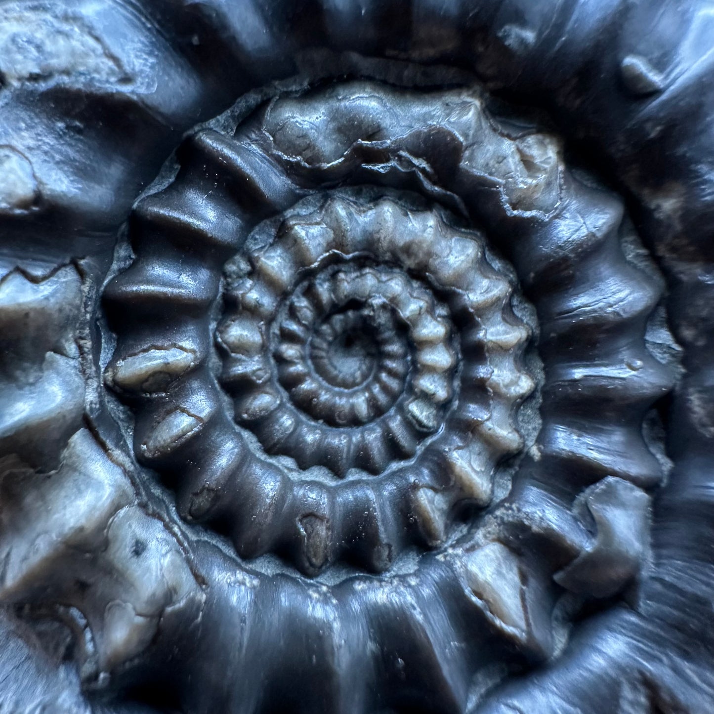 Gagaticeras Ammonite fossil with box and stand - Whitby, North Yorkshire Jurassic Coast Yorkshire Fossils