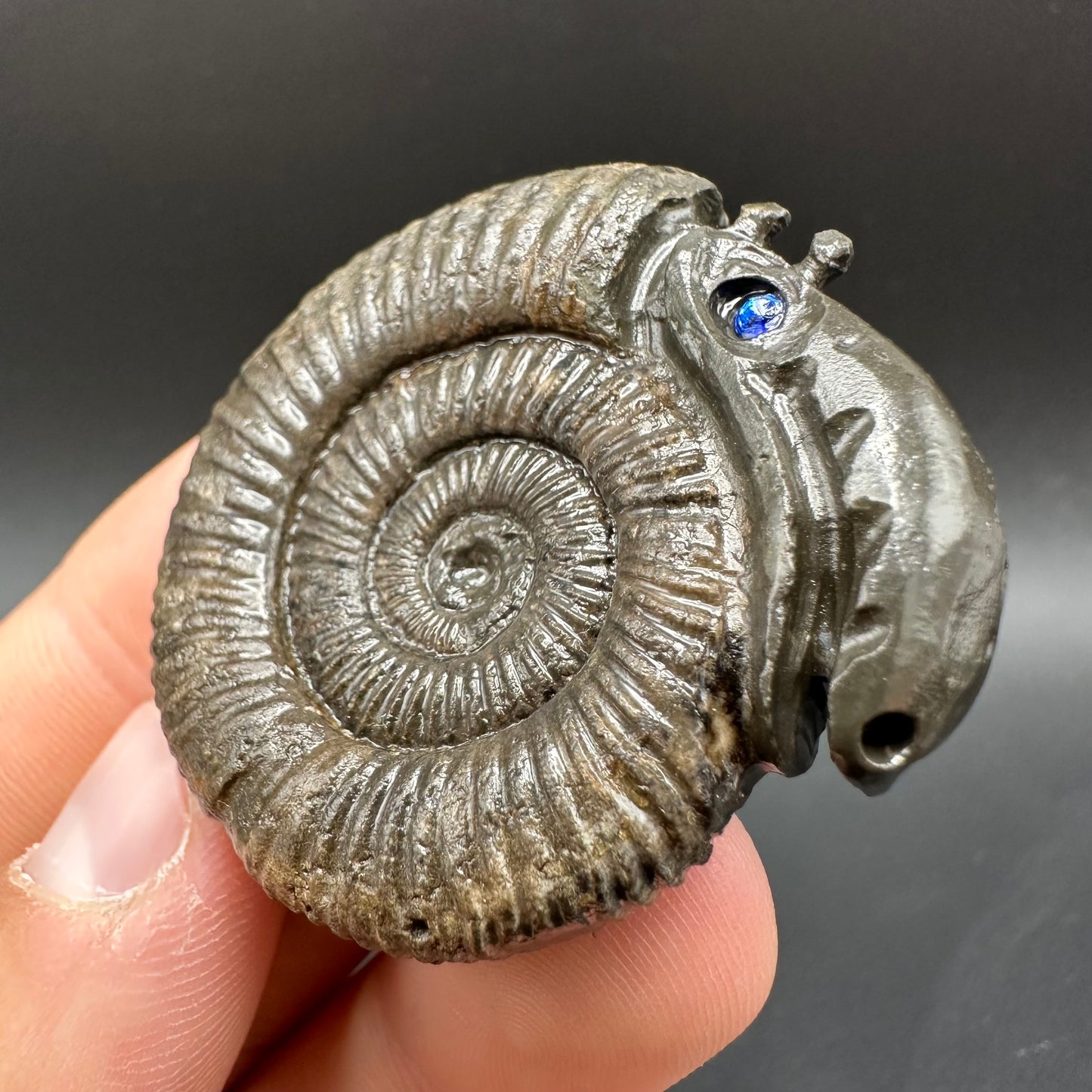 Snakestone Ammonite Fossil With Bag/Box And Stand - Whitby, North Yorkshire Jurassic Coast Yorkshire Fossils
