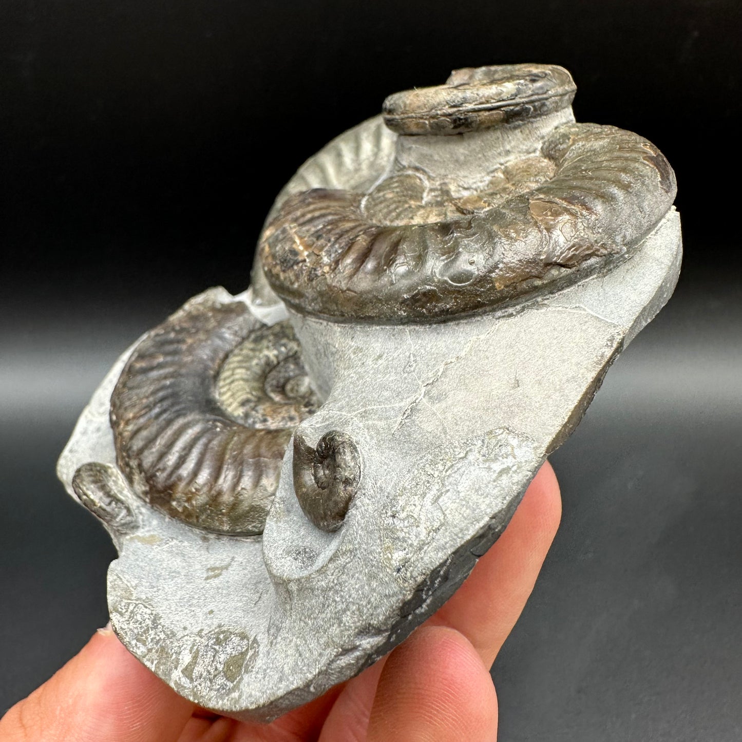 Grammoceras thoaurense Ammonite shell fossil with box and stand - Whitby, North Yorkshire, Yorkshire Fossils from the Jurassic Coast