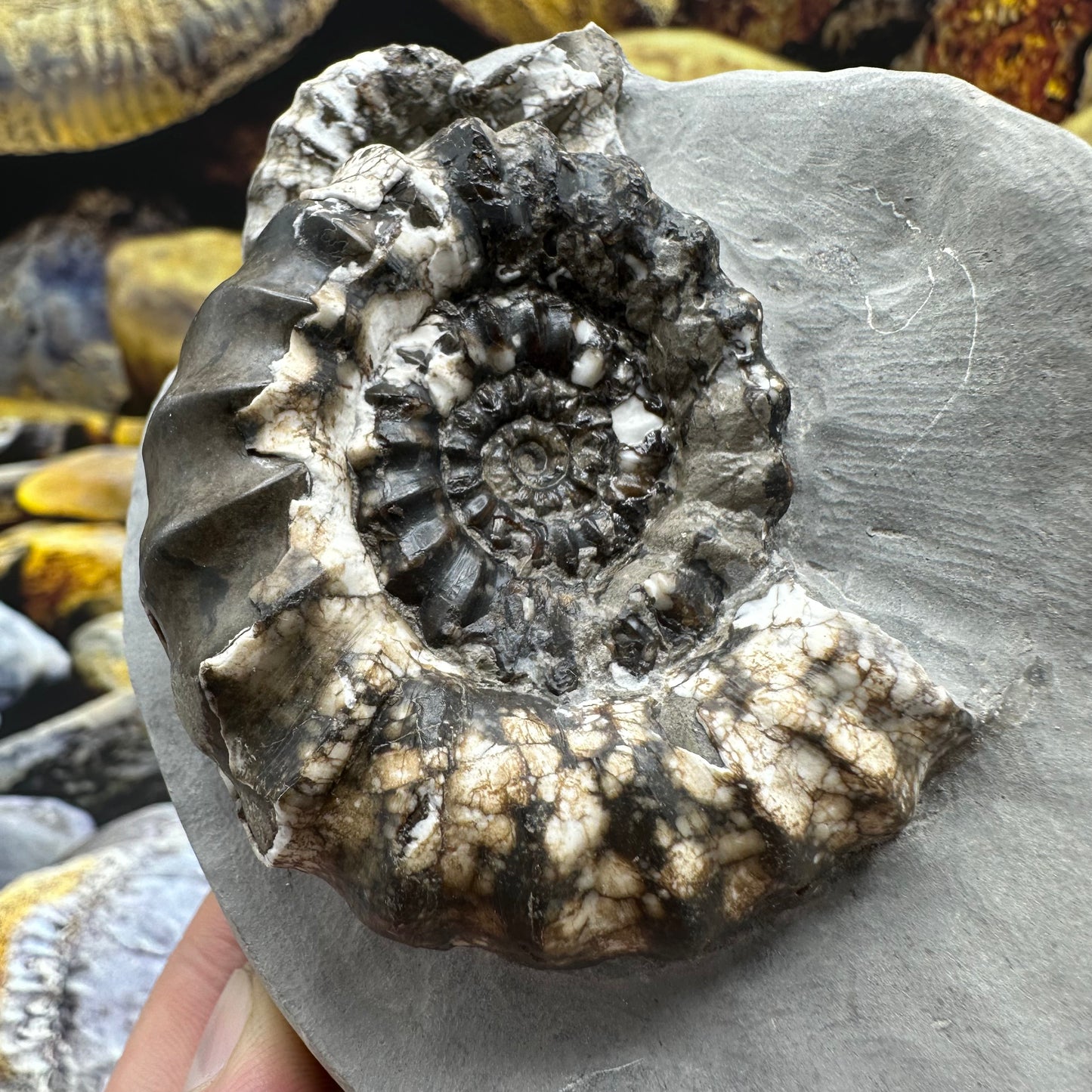 Androgynoceras maculatum ammonite fossil - Whitby, North Yorkshire Jurassic Coast Yorkshire Fossils