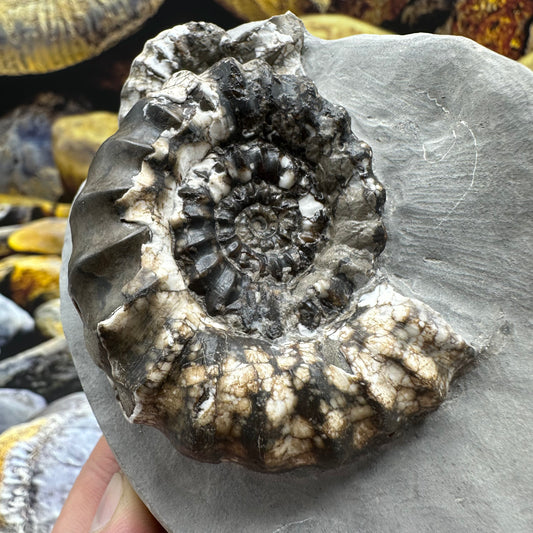 Androgynoceras maculatum ammonite fossil - Whitby, North Yorkshire Jurassic Coast Yorkshire Fossils