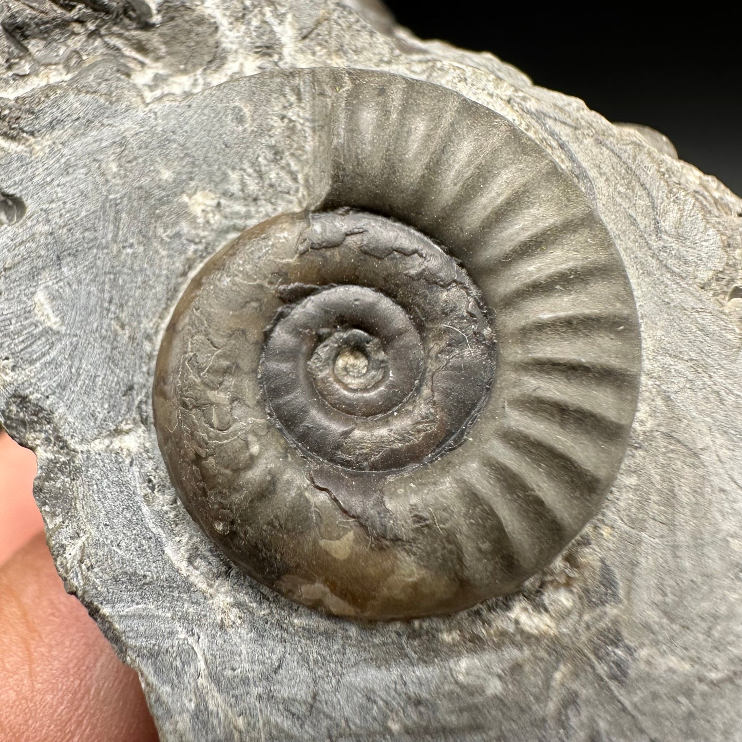 Arnioceras ammonite shell fossil with box and stand - Whitby, North Yorkshire Jurassic Coast Yorkshire Fossils