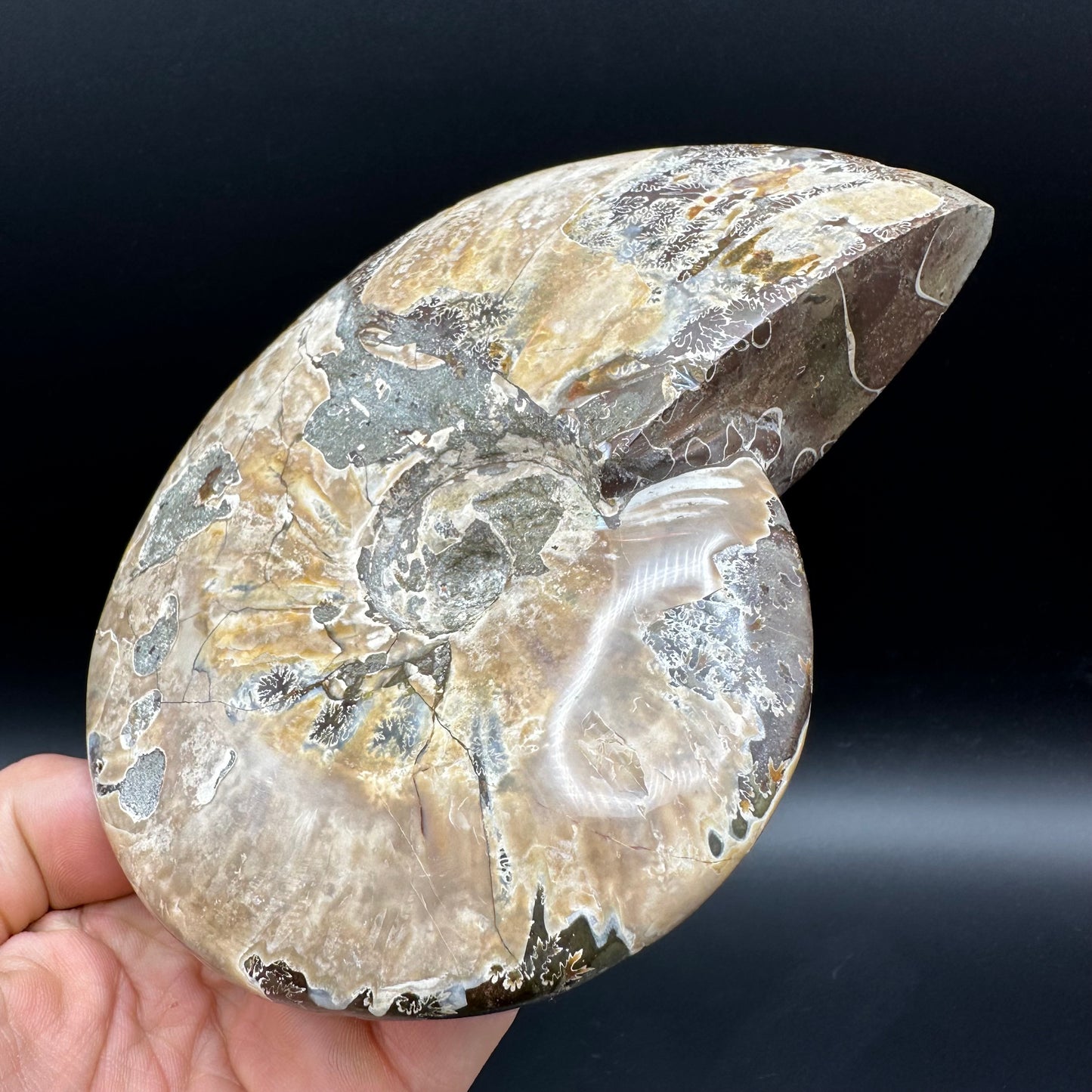 Cleoniceras Ammonite Fossil With Stand - Cretaceous Ammonite Madagascar