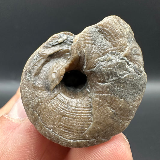 Gastropod Shell Fossil With Box And Stand - Whitby, North Yorkshire, Jurassic Coast, Yorkshire Fossils