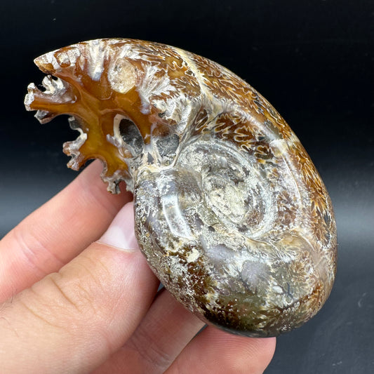 Puzosia Ammonite Fossil With Box And Stand - Cretaceous Ammonite Madagascar