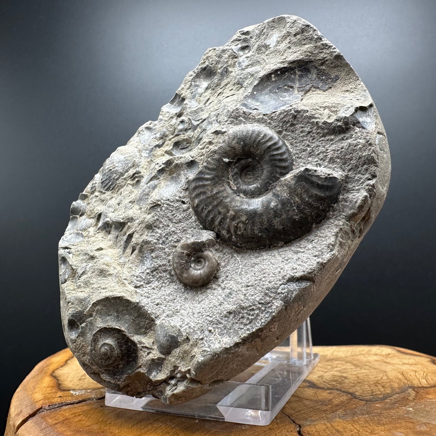 Grammoceras thoaurense Ammonite shell fossil with box and stand - Whitby, North Yorkshire, Yorkshire Fossils from the Jurassic Coast