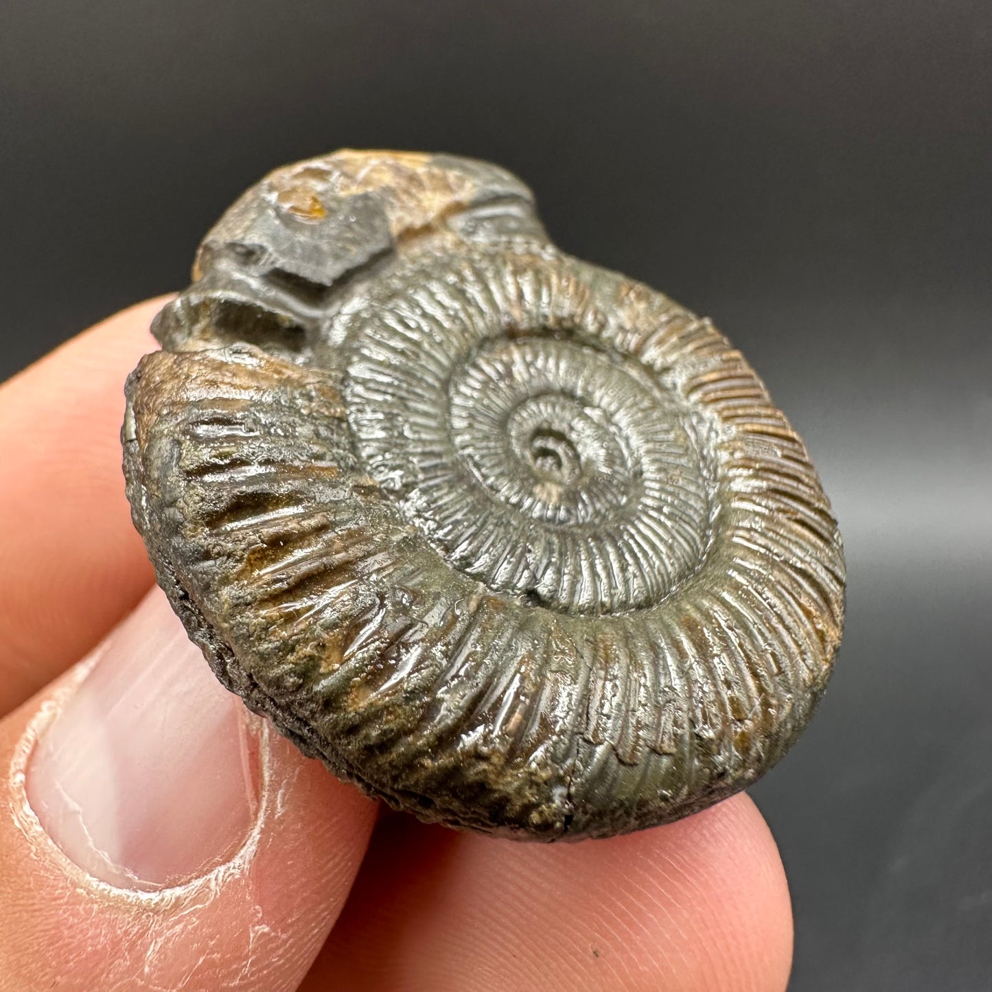 Snakestone Ammonite Fossil With Bag/Box And Stand - Whitby, North Yorkshire Jurassic Coast Yorkshire Fossils