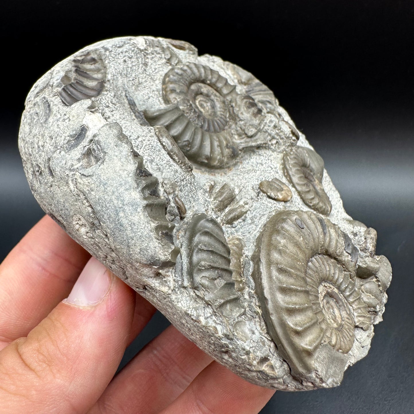 Arnioceras ammonite shell fossil with box and stand - Whitby, North Yorkshire Jurassic Coast Yorkshire Fossils
