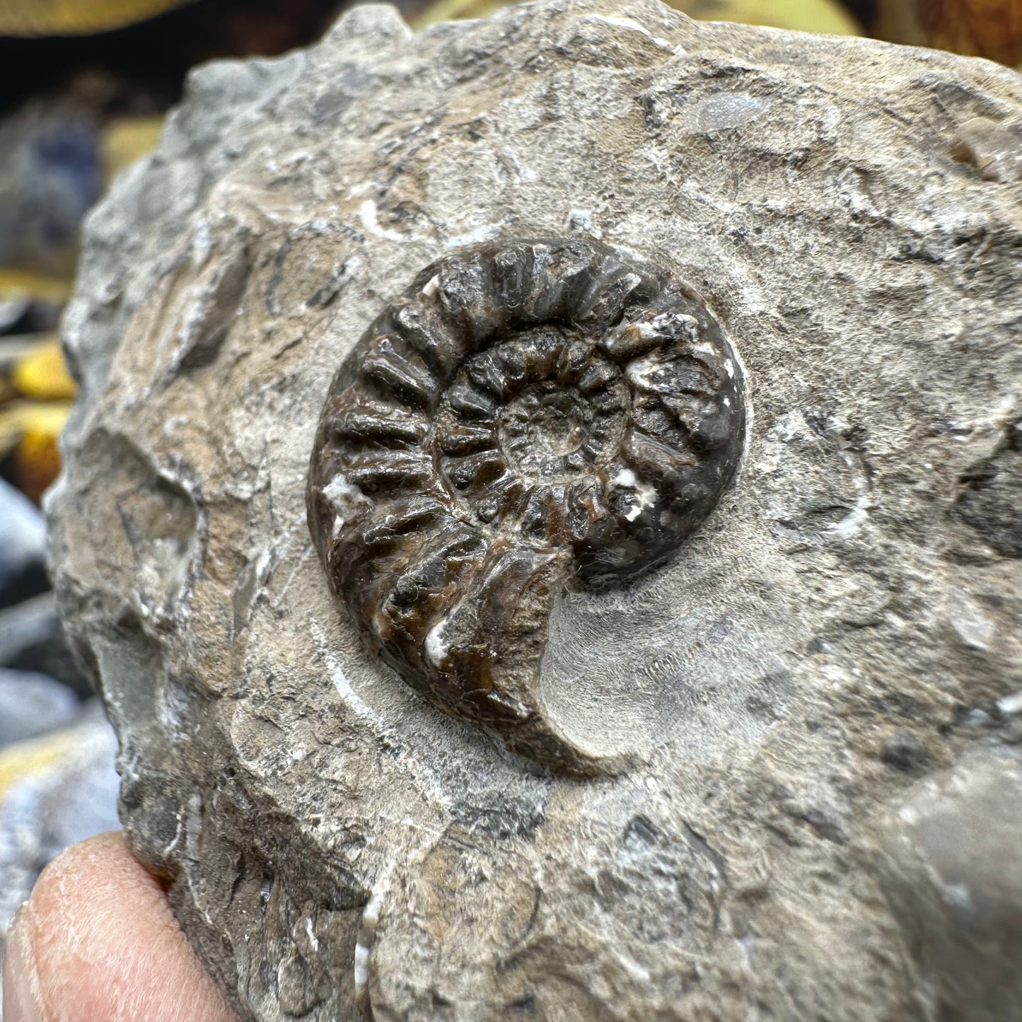 Amaltheus subnodosus ammonite fossil - Whitby, North Yorkshire Jurassic Coast, Yorkshire Fossils