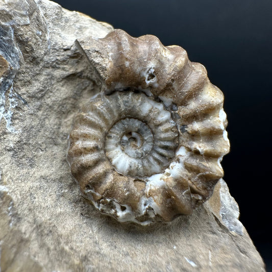 Androgynoceras capricornus Ammonite Fossil With Stand - Whitby, North Yorkshire Jurassic Coast Yorkshire Fossils