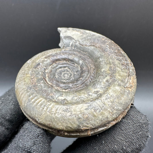 Hildoceras semipolitum Ammonite fossil with box and stand - Whitby, North Yorkshire Jurassic Coast, Yorkshire Fossils from the Jurassic Coast
