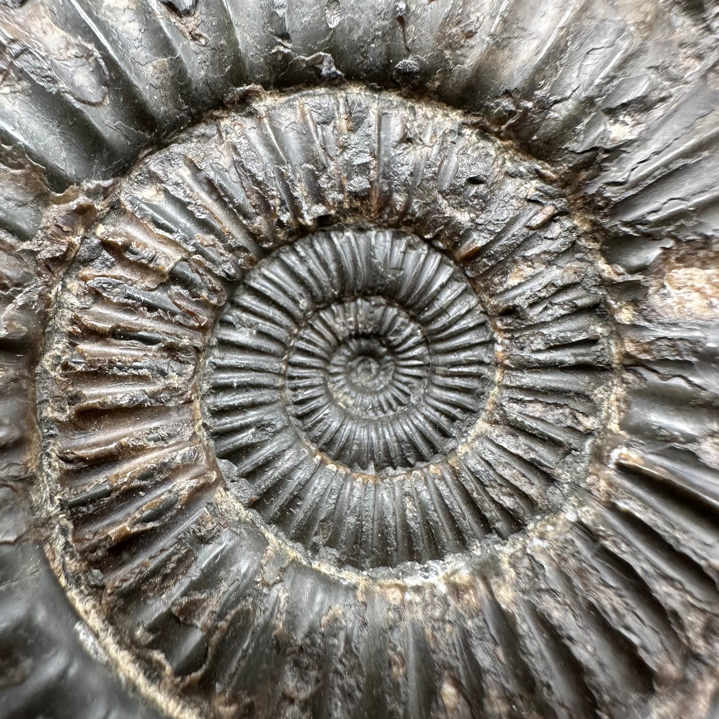 Dactylioceras Ammonite Fossil With box and Stand - Whitby, North Yorkshire Jurassic Coast Yorkshire Fossils