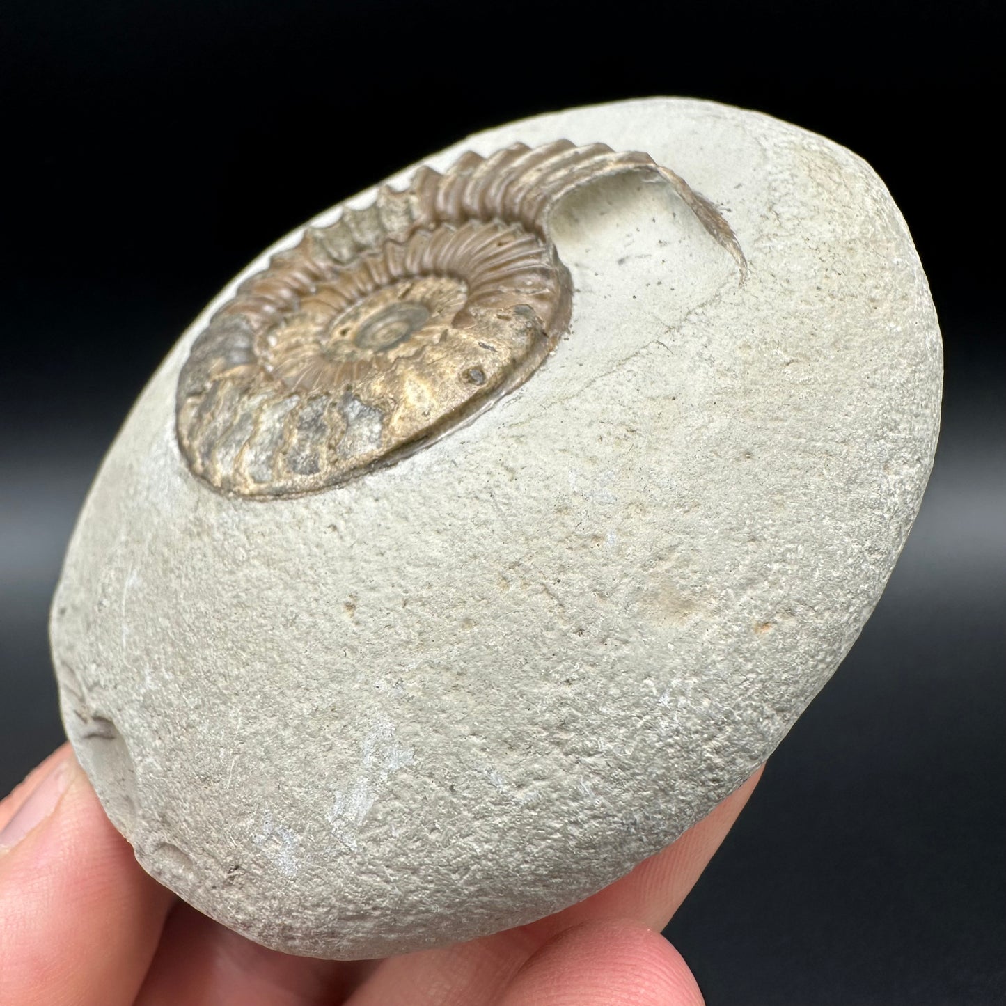 Arnioceras ammonite shell fossil with box and stand - Whitby, North Yorkshire Jurassic Coast Yorkshire Fossils