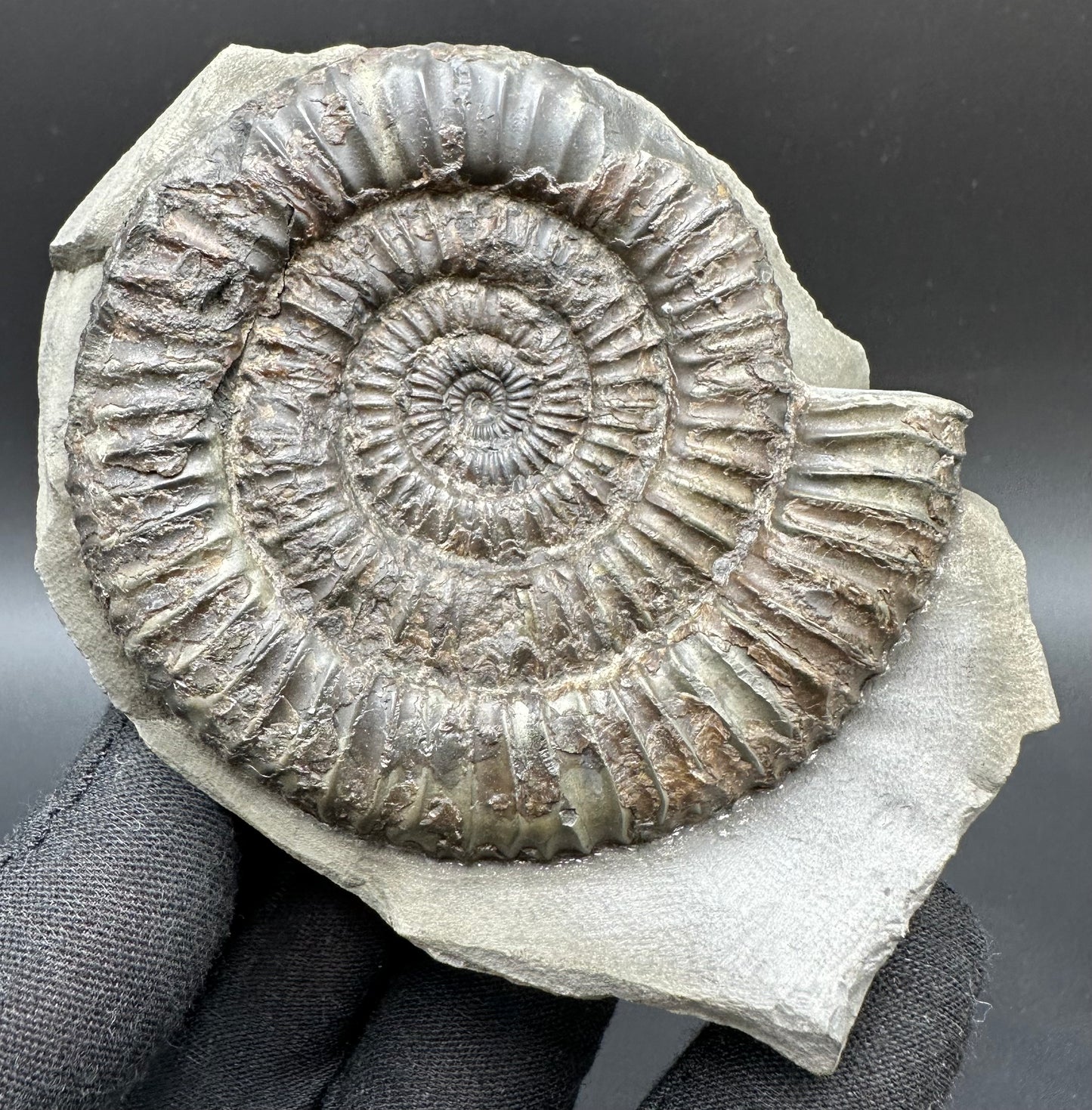 Dactylioceras Ammonite Fossil With Box And Stand - Whitby, North Yorkshire Jurassic Coast Yorkshire Fossils