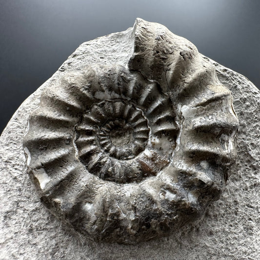 Androgynoceras maculatum ammonite fossil with box and stand - Whitby, North Yorkshire Jurassic Coast Yorkshire Fossils