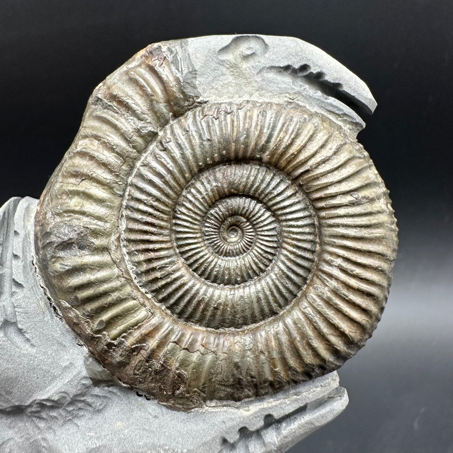 Hydra Snakestone Ammonite Fossil With Bag/Box And Stand - Whitby, North Yorkshire Jurassic Coast Yorkshire Fossils