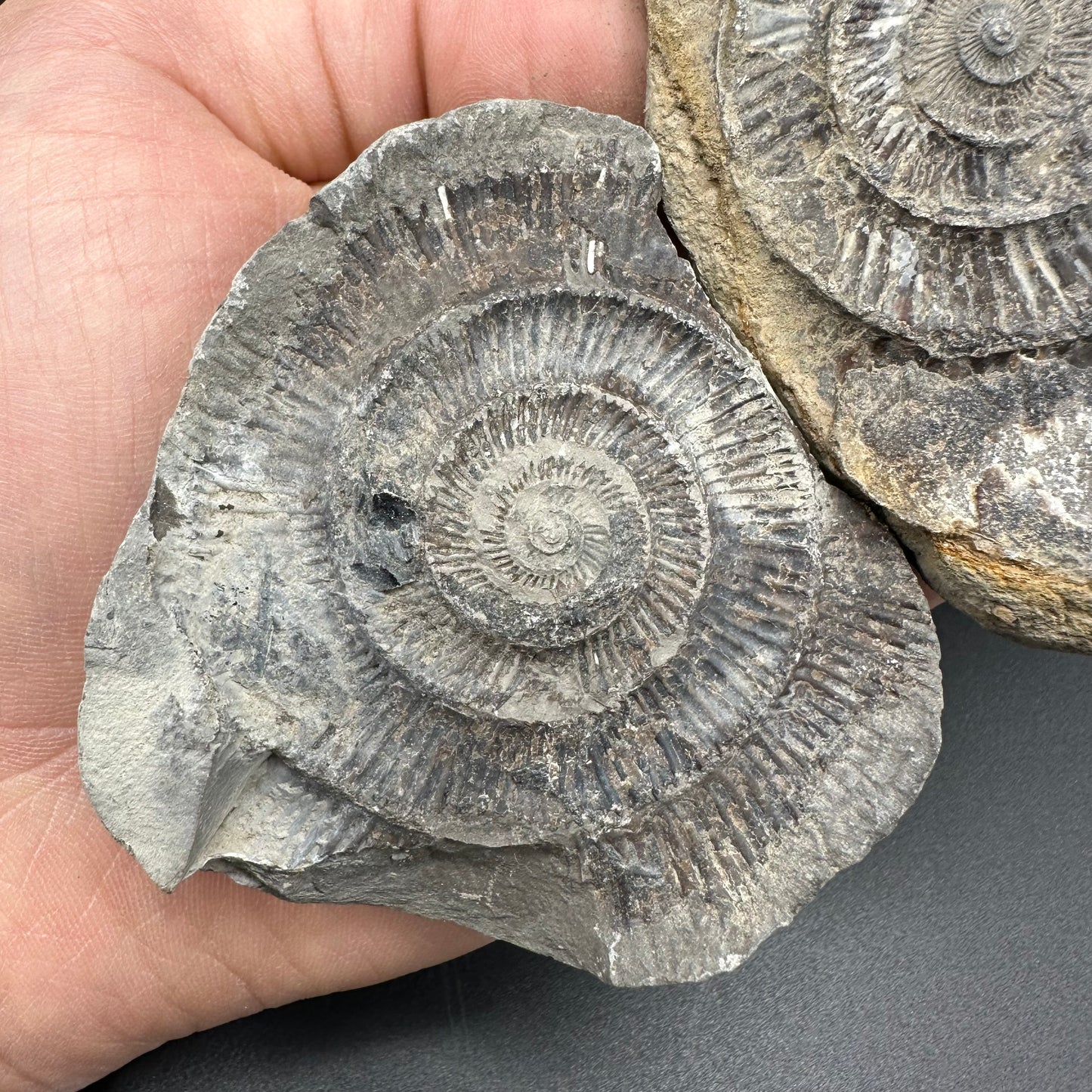 Dactylioceras imprint (negative) bundle ammonite shell fossil - Whitby, North Yorkshire, Yorkshire Fossils