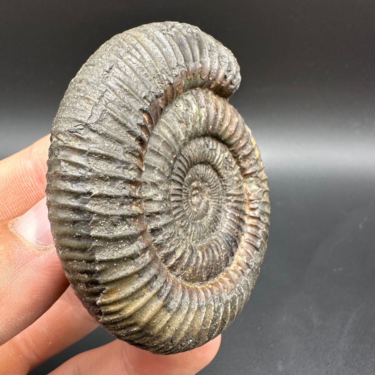 Dactylioceras Ammonite Fossil With Box And Stand - Whitby, North Yorkshire Jurassic Coast Yorkshire Fossils